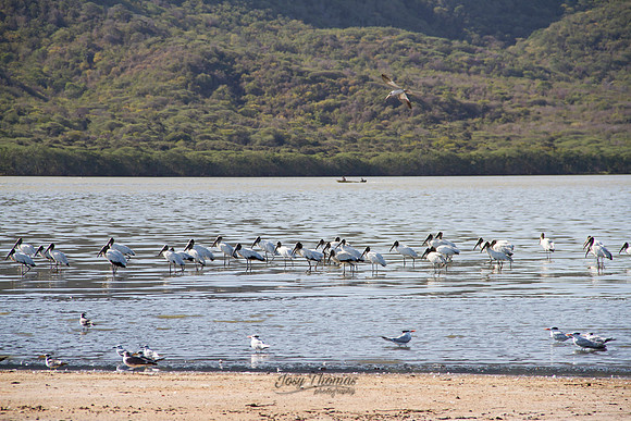 Laguna de Unare, Boca de Uchire