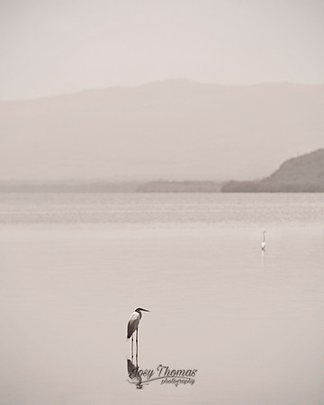 Garzas, Laguna de Unare, Venezuela