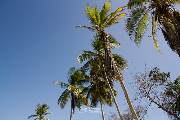 Palmeras en Playa Guacuco, Isla de Margarita