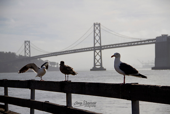 Seagulls in San Francisco