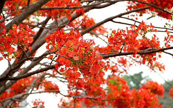 Flamboyant en Caracas